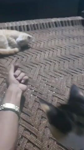 A person's hand is visible in the foreground, wearing a bracelet. A calico cat is sniffing the hand. In the background, an orange cat is lying down on a woven surface.