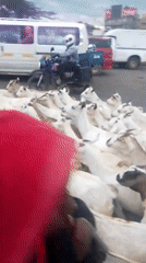 Goat herd crosses busy Nairobi street amid traffic