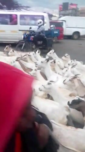 Goat herd crosses busy Nairobi street amid traffic