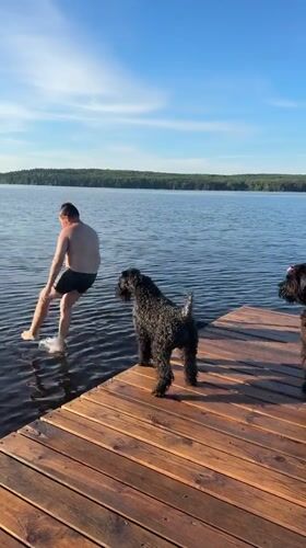 Summer day at the lake: boats, dogs, and beach vibes
