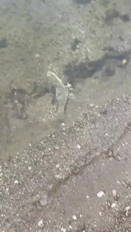 A dead fish lies partially submerged in shallow, clear water near a pebbly shoreline. The fish is light-colored and appears to be decomposing. The water is calm, and the bottom is visible, showing sand and small stones.