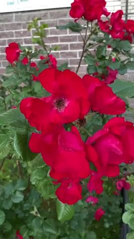 The video shows a close-up view of a rose bush with vibrant red flowers and green leaves, set against a brick wall. The camera pans slowly across the bush, highlighting the details of the petals and foliage. The lighting suggests it is daytime, possibly overcast, as there are no harsh shadows. The overall scene is natural and serene, focusing on the beauty of the blooming roses.