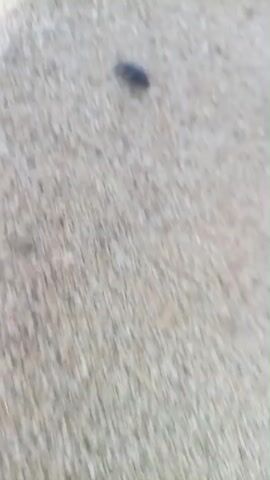 A small dark insect, possibly a beetle, is seen crawling on a light-colored textured surface. The surface appears to be gravel or sand with small pebbles. The insect is the primary focus, and its movement across the frame is captured. The video is shaky and out of focus, making it difficult to discern finer details of the insect or the environment. The lighting is subdued.