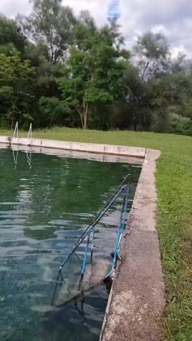 The video shows a clear, shallow outdoor swimming pool with a concrete edge and a gravel bottom. Lush green trees and vegetation surround the pool. In the foreground, metal ladder steps with blue handles are partially submerged in the water. Further back, a person stands on the edge of the pool, facing away from the camera. In the distance, two more figures are visible near a white car, and more trees line the horizon under a cloudy sky. The water is calm, with ripples reflecting the sky and trees.