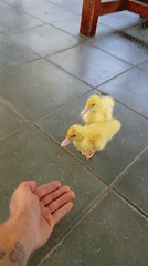 Two ducklings explore an indoor tiled floor alongside a dog