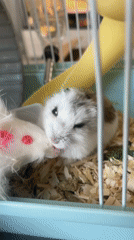 Hamsters going about their day in a shared cage