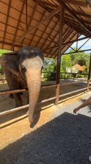 Feeding time with an elephant at a Baan Thurian enclosure