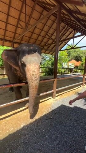 Feeding time with an elephant at a Baan Thurian enclosure