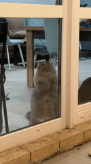 A fluffy gray cat's evening, from dusk to moonrise