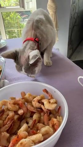 A light-colored cat with a red collar is sniffing a bowl of cooked shrimp on a purple tablecloth. The cat is positioned on the right side of the frame, with its head down towards the bowl. The bowl of shrimp is in the foreground, taking up the bottom half of the image. In the background, there is a window with greenery visible outside, and part of a wall with a textured decorative item.