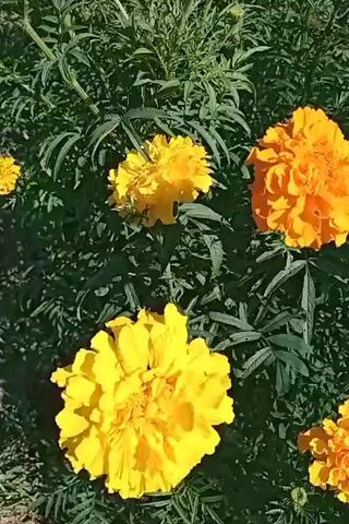 The video shows a close-up view of blooming marigold flowers. The flowers are a vibrant yellow and orange color and are surrounded by lush green foliage. The camera pans across the flowerbed, showcasing the variety of marigolds in bloom. The scene appears to be outdoors on a sunny day. There are no people or animals visible in the video.