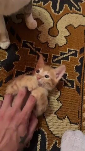 A person's hand is petting an orange tabby kitten lying on its back on a brown and beige patterned rug. The kitten is playfully biting at the person's fingers. Another cat, a calico, is visible in the upper left corner, looking down at the kitten. The kitten appears to be young and small. The lighting is dim.