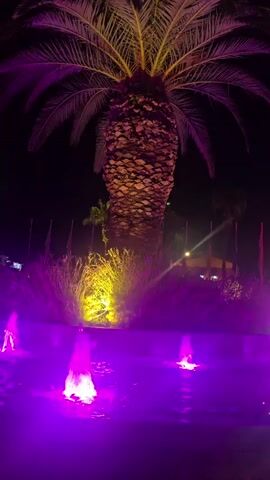 The video shows a nighttime scene with a large palm tree illuminated by purple and yellow lights. In the foreground, a fountain with multiple jets of water is lit with purple lights. Behind the palm tree, there is vegetation and some buildings in the background. A white tour bus is visible on the right side of the frame, with its headlights on. The overall ambiance is festive and tropical.