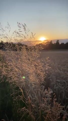 The video is a still image of a wheat field at sunset. In the foreground, tall stalks of grass are illuminated by the setting sun, creating a warm glow. The wheat field stretches into the background, with rows of wheat stalks visible under a soft, hazy sky. The sun is a bright orb near the horizon, casting a golden light across the landscape. Trees can be seen in the distance, silhouetted against the sunset. The overall atmosphere is serene and peaceful, capturing the beauty of nature at dusk.