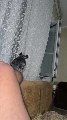 A chinchilla is perched on the back of a couch, facing a partially open window. The chinchilla then turns and exits the frame, disappearing through the window. A person's legs are visible in the foreground, and another person's legs are visible on the couch in the background. The room is dimly lit, with sheer curtains covering the window.