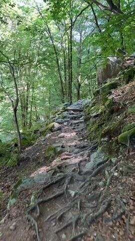 The video shows a first-person perspective of someone walking up a rocky, uneven path through a forest. The path is made of stones and has exposed tree roots that crisscross the ground. The surrounding environment is lush and green, with tall trees and moss-covered rocks. Sunlight filters through the leaves, creating dappled patterns on the path. The overall atmosphere is natural and somewhat rugged.