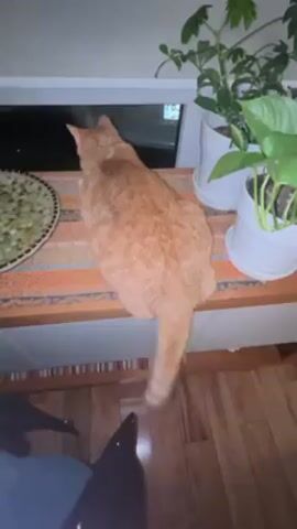 An orange cat is seen from behind, perched on a narrow shelf next to a window. The cat has a striped tail that is initially straight but then begins to wag slightly. To the right of the cat, there are two potted green plants with white pots. To the left of the cat, there is a decorative plate. The shelf is covered with a colorful patterned fabric. The floor appears to be made of wood. A person's legs and feet, clad in dark clothing, are visible in the bottom left corner of the frame. There is indistinct conversation audible in the background. The room appears to be dimly lit, with the light coming from the window.