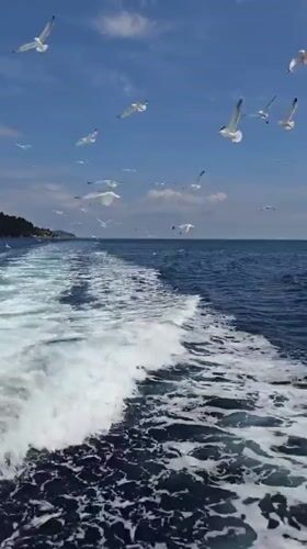 Seagulls follow boat wake in Greek waters