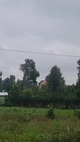 This video shows a view of trees and vegetation from a moving vehicle. The trees are tall and slender with lush green leaves that are swaying in the wind. The sky is overcast and gray. In some frames, a building with a rusty metal roof and a few tall cactus-like plants are visible. The terrain appears to be rural, with grassy areas and some dirt paths.
