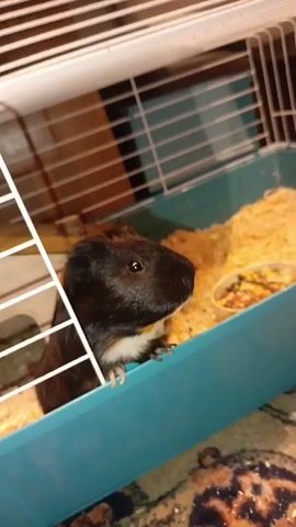 A guinea pig is inside a cage. The guinea pig is dark brown with a white patch on its chest. It is standing in wood shavings. There is a small food bowl with food in it. There is a small house inside the cage. The cage has a white wire top and a blue plastic bottom.