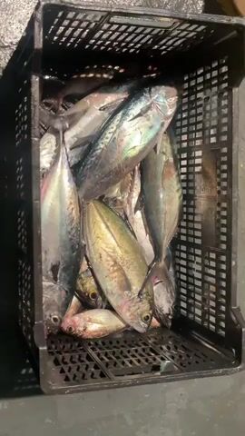 A black plastic crate is filled with numerous freshly caught fish. The fish are various sizes, but many appear to be medium-sized with iridescent scales in shades of silver, blue, and gold. Some smaller fish are visible at the bottom of the crate. The crate is positioned on a dark, textured surface, possibly concrete or asphalt, with some light reflecting off the fish and the crate. The lighting suggests it is either dusk or an indoor setting with artificial light. The video is a top-down, static shot of the crate of fish.
