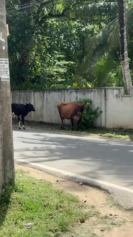 The video shows two cows on the side of a road. One cow is black and white, and the other is brown. The cows are standing near a wall and some bushes. The road is paved, and there is grass on the side of the road. There are trees in the background. A utility pole is in the foreground on the left side of the screen. The sun is shining, casting shadows on the road.