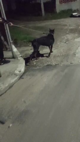 A person walks a black Doberman dog on a leash on a cement or paved area. The dog is mostly in profile, with a cropped tail, and walking forward. The person is wearing dark pants and shoes, and a dark jacket. There are other people in the background. It appears to be evening or night, and the lighting is poor. The dog is on the left of the person, and their shadows are visible on the ground.