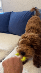 Playful dog enjoys toy time, rest in Sutomore home