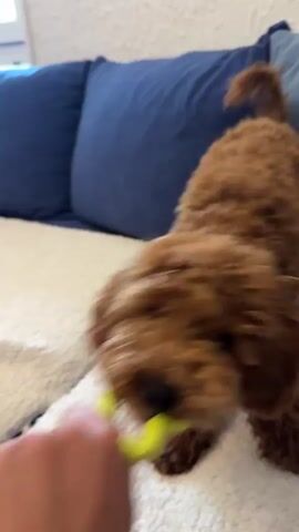 A small, brown, fluffy dog is standing on a white couch with blue pillows, tugging on a green, star-shaped toy held by a person's hand. The dog's tail is wagging, and it appears playful. The background is a light-colored wall. The person's hand, visible at the bottom left, is holding the toy for the dog to tug. The dog alternates between pulling on the toy and briefly releasing it, then shaking its head.