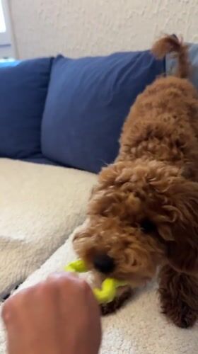 Playful dog enjoys toy time, rest in Sutomore home