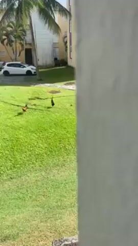 The video shows two roosters walking on a grassy lawn in an outdoor area. The lawn is surrounded by buildings, palm trees, and parked cars. The camera moves slightly during the recording.