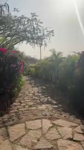 The video shows a stone path winding upwards, flanked by green vegetation. Pink flowers bloom on a bush to the left of the path. A tree with long, thin seed pods is visible above the bush. The right side of the path is lined with palm trees. The sun is high in the sky, creating a hazy, bright atmosphere. A red vehicle is visible in the distance at the end of the path. There are people talking in the background.