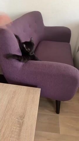 A black cat is shown stretching and contorting its body on a purple loveseat. The cat is positioned with its body draped over the armrest, its front legs extended upwards and backwards, and its hind legs also extended. The cat's head is tilted back, and its eyes are closed or looking upwards. The loveseat is upholstered in a textured purple fabric and has a tufted back. A light brown wooden coffee table is partially visible in the foreground. The environment appears to be an indoor setting with a light-colored wall in the background.