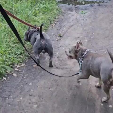 Two dogs are walking on a dirt path. The dog in the foreground is a light gray pit bull or similar breed, with a spiked collar. The dog in the background is a dark gray pit bull or similar breed, wearing a harness. Both dogs are on leashes. The path is muddy and surrounded by grass and some fallen leaves. There is a puddle of water on the path. The camera is moving and following the dogs.