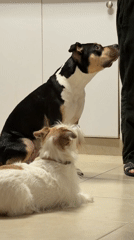 Quiet pet moments documented across Tel Aviv households