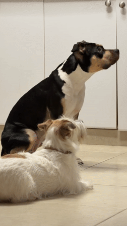 Quiet pet moments documented across Tel Aviv households