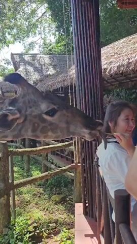 A woman wearing a white shirt is seen interacting with a giraffe at an outdoor enclosure. The giraffe's head is close to the woman's face, with its mouth extended as if to lick or kiss her. The enclosure appears to be a zoo or wildlife park, with wooden fences and thatched-roof structures in the background. Lush greenery and trees are visible, suggesting a natural or semi-natural environment. Other people are present in the background.