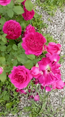 Early morning rose garden documentation captured in Radisne, Ukraine