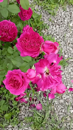 Early morning rose garden documentation captured in Radisne, Ukraine