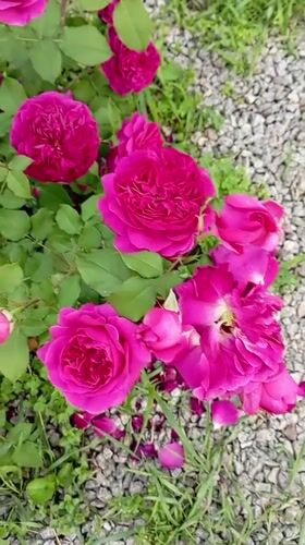Early morning rose garden documentation captured in Radisne, Ukraine