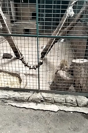 Morning walk through Odesa Zoo, covering a wide range of animals