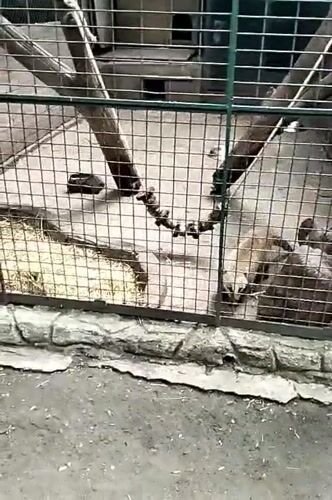Morning walk through Odesa Zoo, covering a wide range of animals