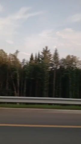 This is a vertical, low-angle, outdoor shot looking out from a moving vehicle. The foreground is a dark asphalt road with a yellow line running horizontally across the bottom of the frame. A gray metal guardrail with a green grassy embankment behind it runs horizontally across the middle of the frame. Behind the guardrail, a dense forest of tall, slender trees is visible. The trees are mostly dark green with some lighter brown and yellow foliage. The sky above is a pale blue with scattered white clouds. The motion of the vehicle causes the trees to appear blurred.