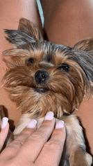 Terrier dog photographed resting on lap in Krasnoyarsk