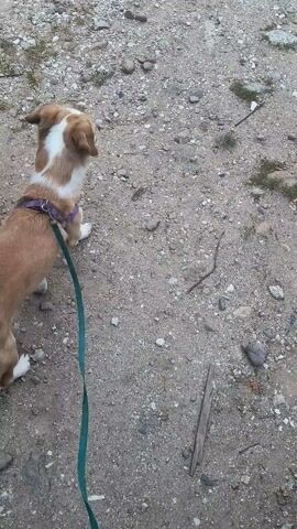 A dog on a leash walks on a gravelly path. The dog is tan and white with a purple harness and a green leash. The dog is panting with its tongue hanging out. The path is made of small gray and white stones with some dry grass growing between them. The scene appears to be outdoors, possibly in a rural or undeveloped area. The lighting suggests it could be daytime, perhaps early morning or late afternoon, as there are no harsh shadows. The dog's expression and panting could indicate it has been exercising or is feeling warm. There is no visible text in the media file.