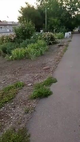 The video shows a path with a garden to the left and trees in the background. A building is visible in the distance. The garden contains various plants and flowers, including bushes and rows of green plants. The path appears to be paved. The ground beside the path is dirt and gravel with some patches of grass. A few bricks are scattered on the dirt. The overall scene suggests an outdoor environment, possibly a residential area or a park, during daylight hours.