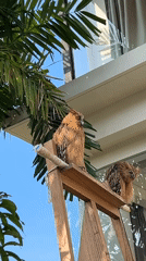 Owls on a perch, poolside garden, Kuta Selatan morning