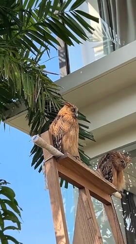 Owls on a perch, poolside garden, Kuta Selatan morning