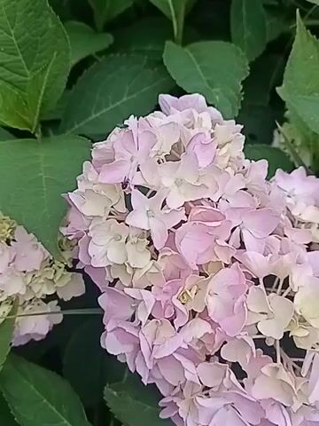 A close-up shot shows a cluster of light pink and white hydrangeas in full bloom. The flowers are surrounded by lush green leaves. The petals are delicate and layered, forming a voluminous bloom. A small, dark insect, possibly a fly, is visible on one of the petals in the center of the frame. The lighting suggests an outdoor setting, likely daytime, with soft, diffused light illuminating the flowers.
