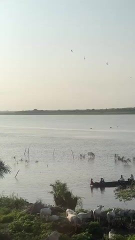 The video shows a wide shot of a tranquil body of water, likely a lake or slow-moving river, under a hazy sky. In the foreground, on the left side of the screen, a small herd of white cattle are grazing on green vegetation. To the right of the cattle, the water's edge is visible, with some dead branches and reeds sticking out of the water. Further out on the water, a small wooden boat is being paddled by at least three people. The boat appears to be moving from right to left. On the far left of the image, there is a dense cluster of green foliage, possibly palm trees. The overall atmosphere is calm and rural.